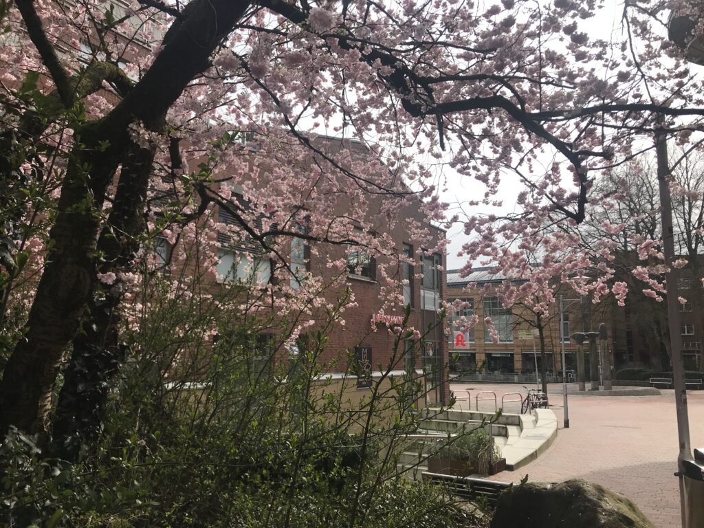 Kirschblüte Buchholzer Höfe